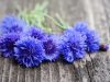 color-indigo (1)