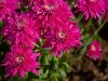 color-magenta