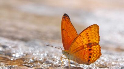 teoria-caos-efecto-mariposa (1)