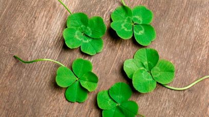 treboles-cuatro-hojas-serendipia