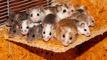 ratones-laboratorio